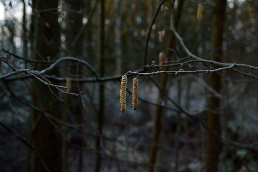 bare trees during day