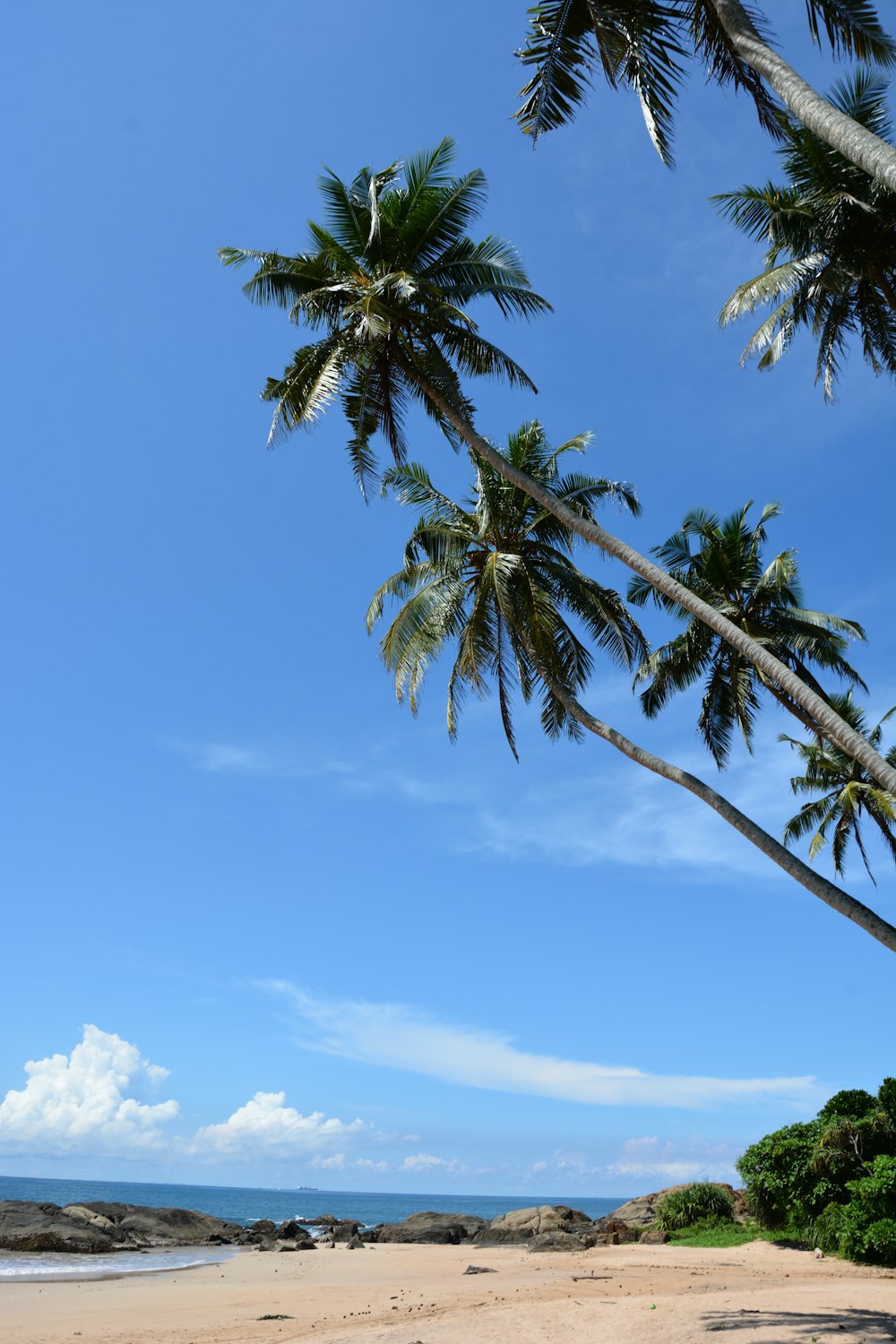 palm trees on shore under blue sky