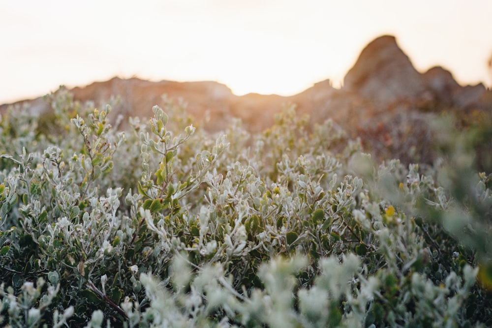 white-petaled flowers