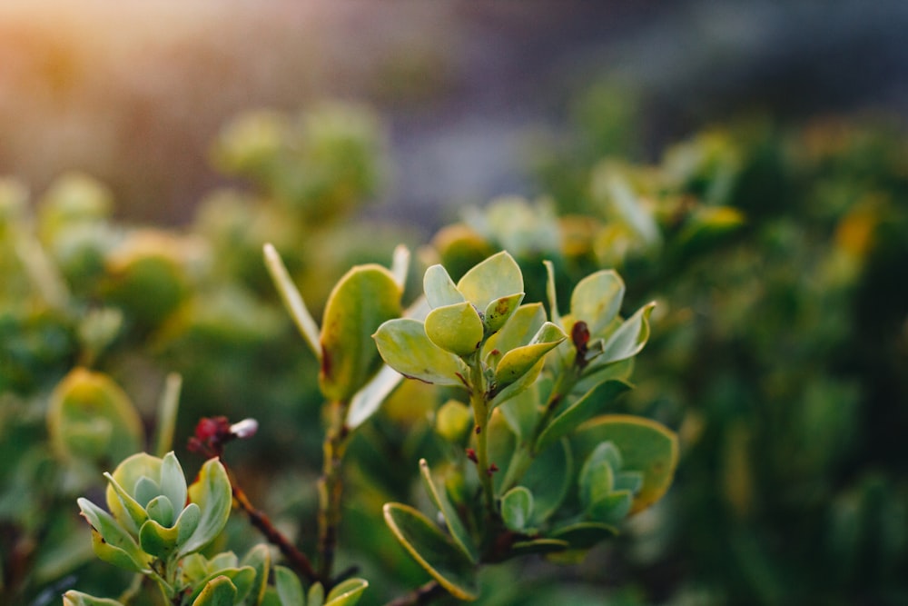 macro photography of green leaf plant