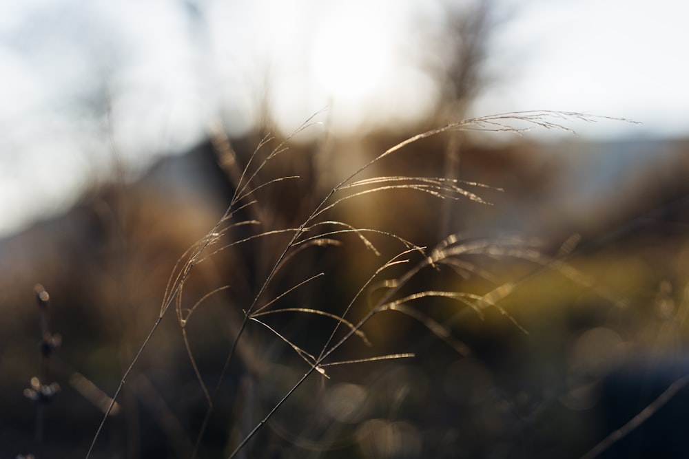 brown leaf plant