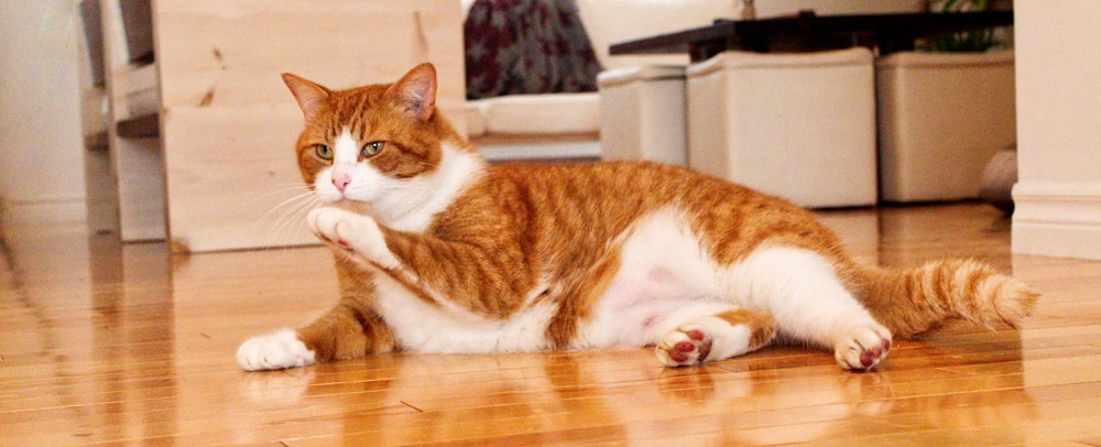 orange tabby and white cat lying on parquet floor and licking it's paw indoors