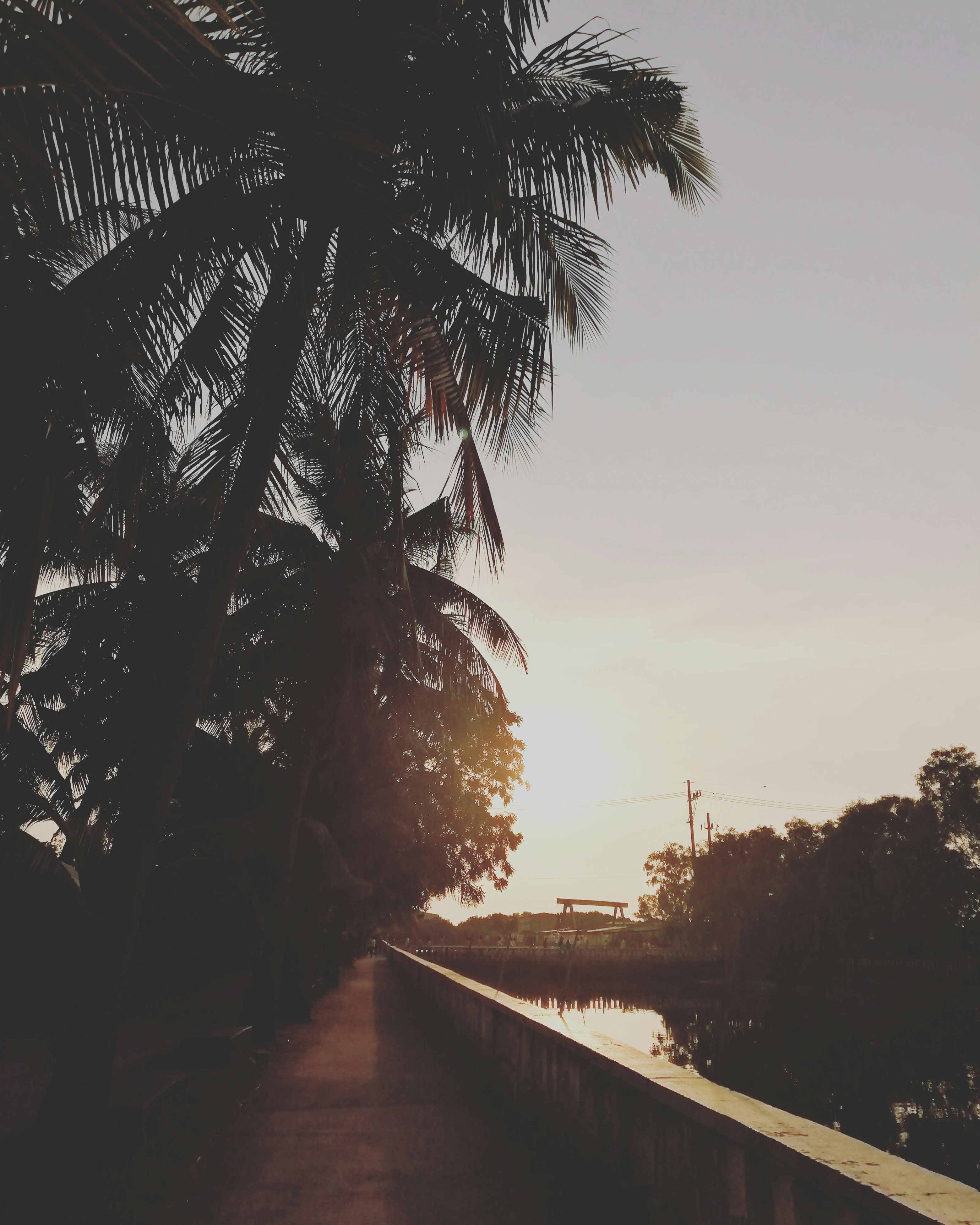 green coconut trees