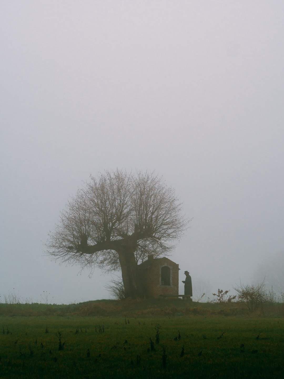 bare tree beside house