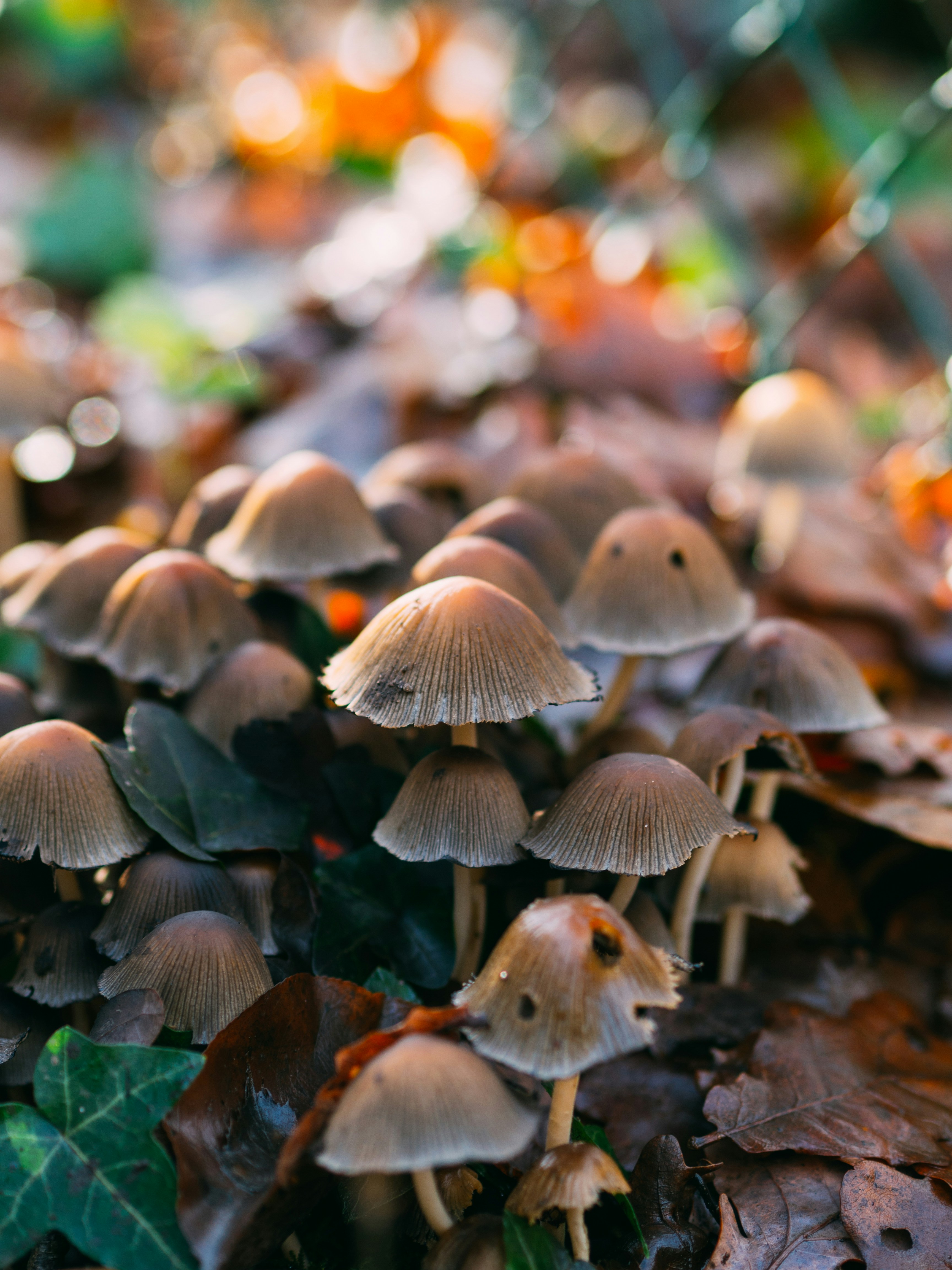 Photo by brechtdenil