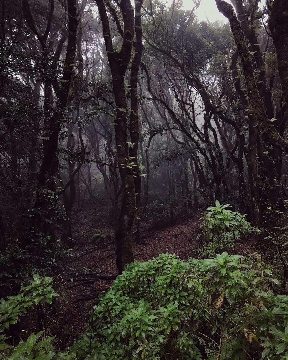 a forest filled with lots of trees covered in fog