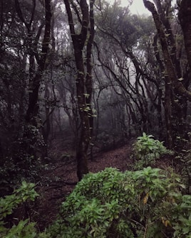 A dense forest scene with tall, dark trees shrouded in mist. The undergrowth is lush and green, and the atmosphere is dimly lit, creating a mysterious and tranquil ambiance.