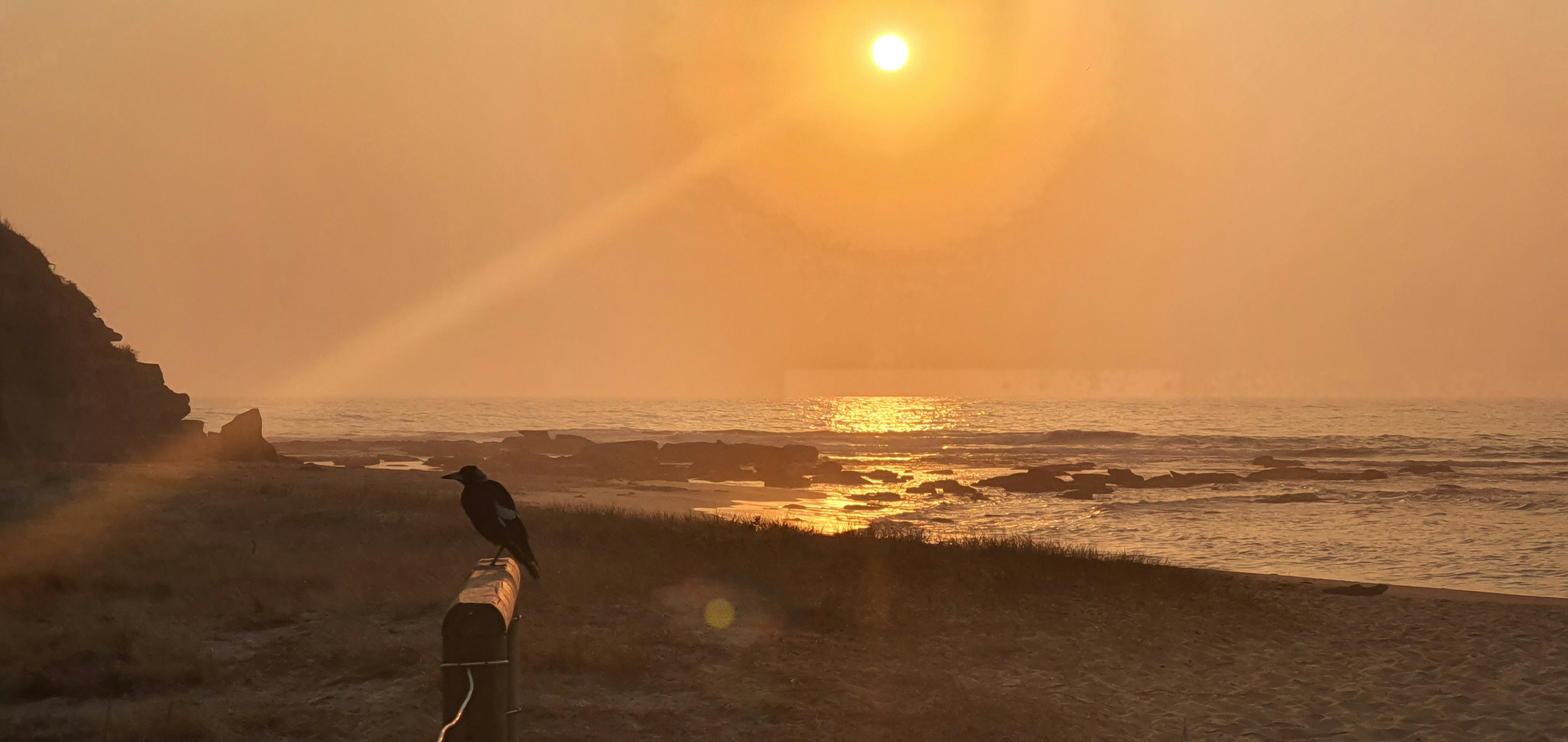 black bird on brown wood on seashore