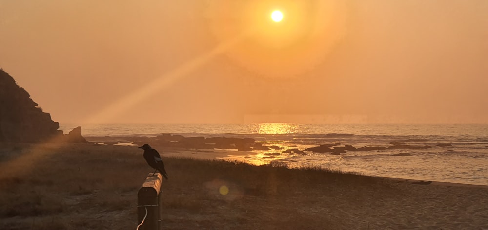 black bird on brown wood on seashore