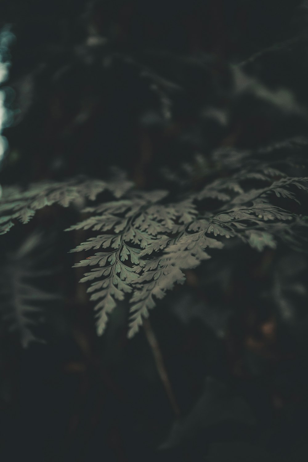 macro photography of green fern plant