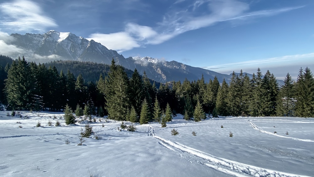 pine trees on snowfield during day