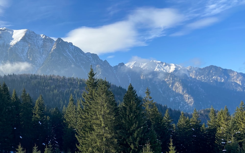 forest and glacier mountains during day