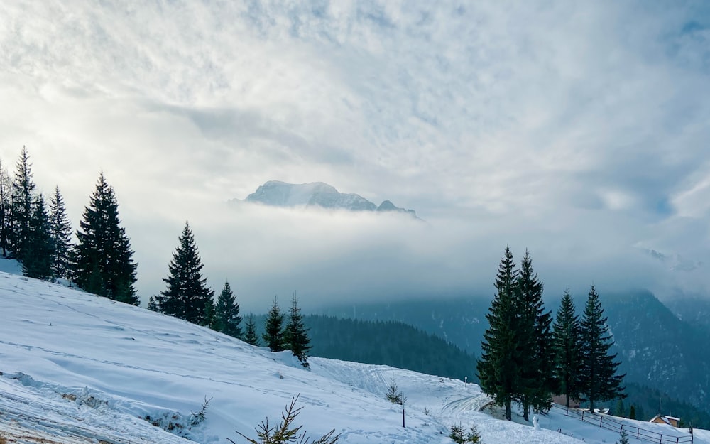 green pine trees under cloudy sky