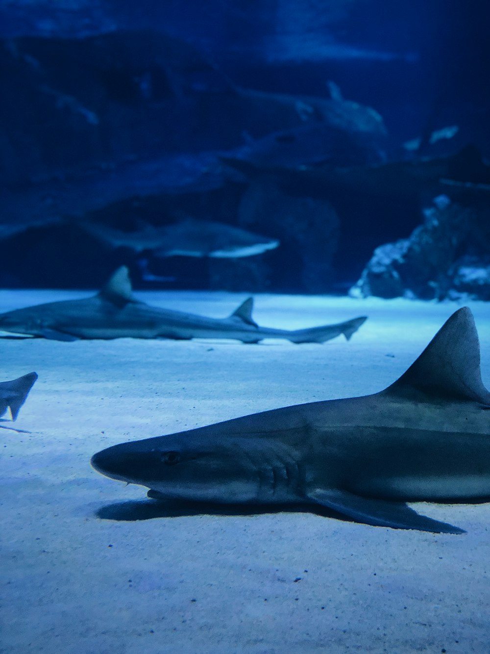 Tiburones bajo el agua