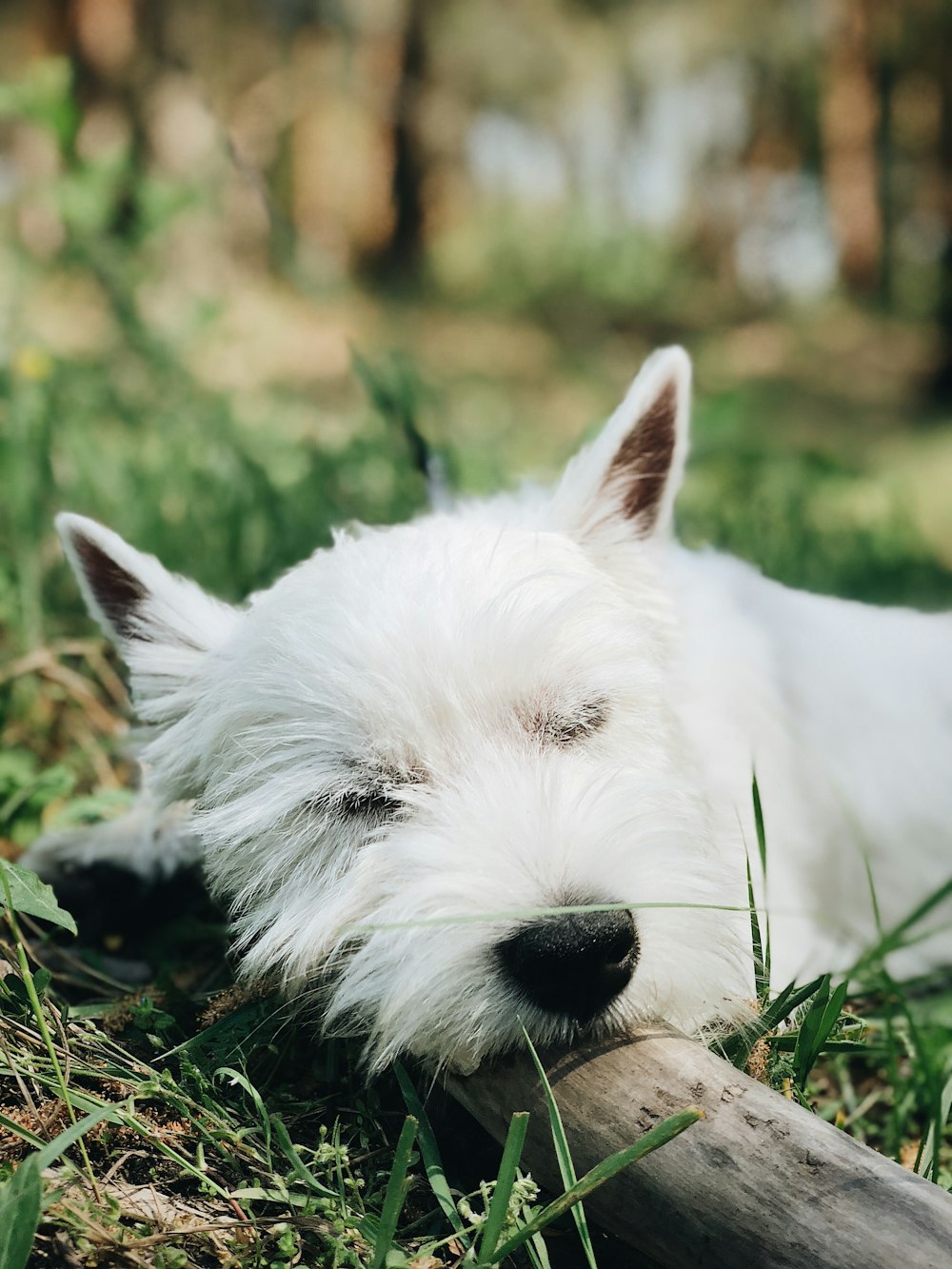 focus photography of a dog sleeping in the ground