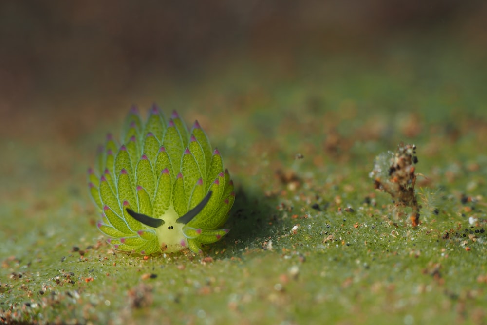 a close up of a green leaf with a bug crawling on it