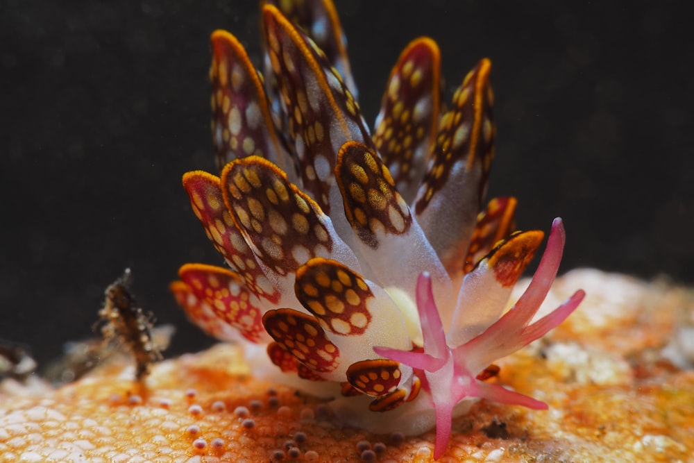 white and orange sea creature