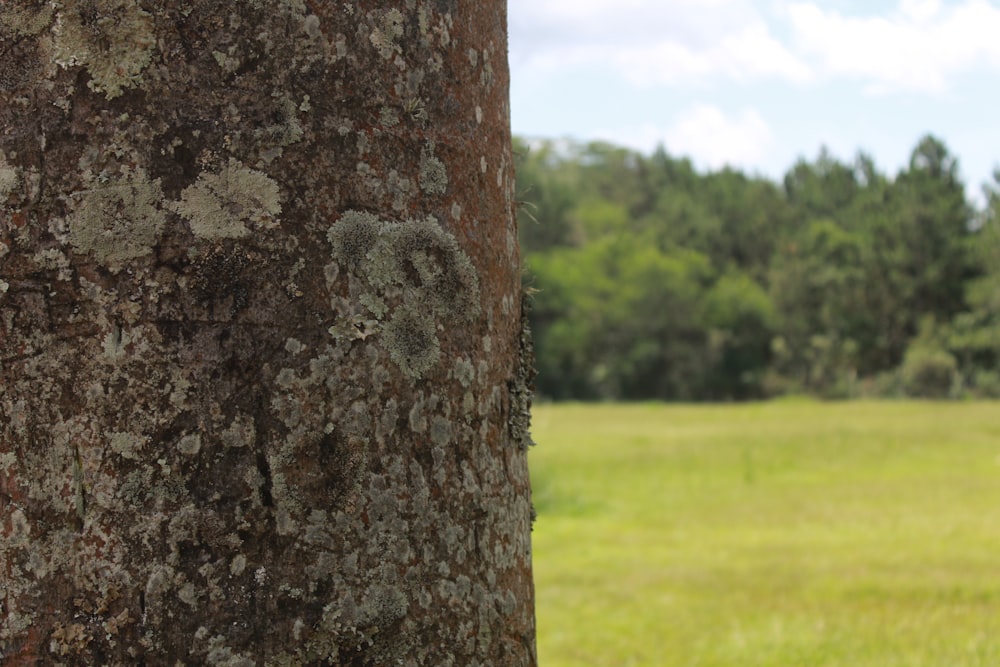 brown tree