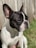 macro photography of white and black French bulldog on green field