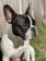 macro photography of white and black French bulldog on green field