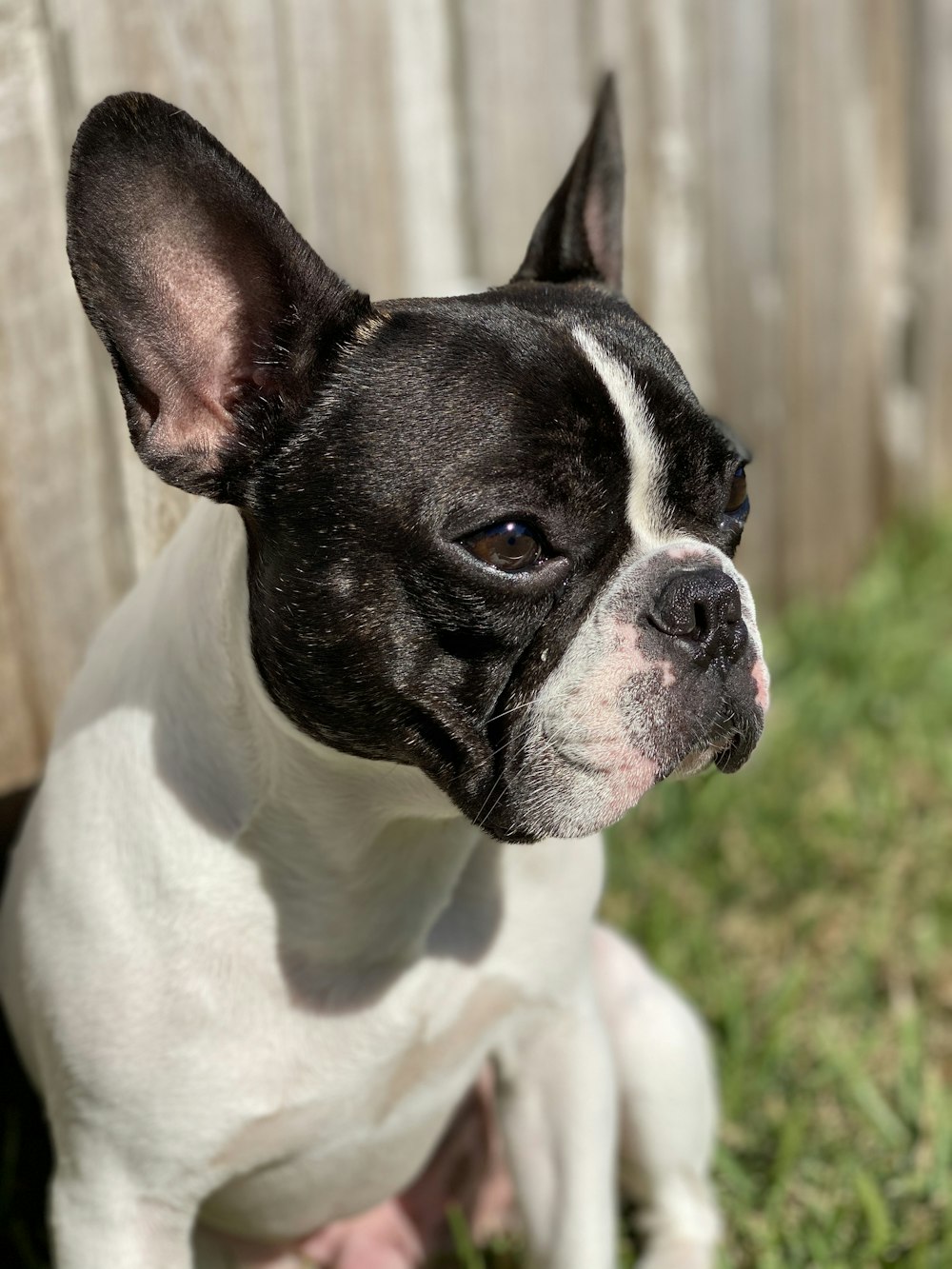 macro photography of white and black French bulldog on green field