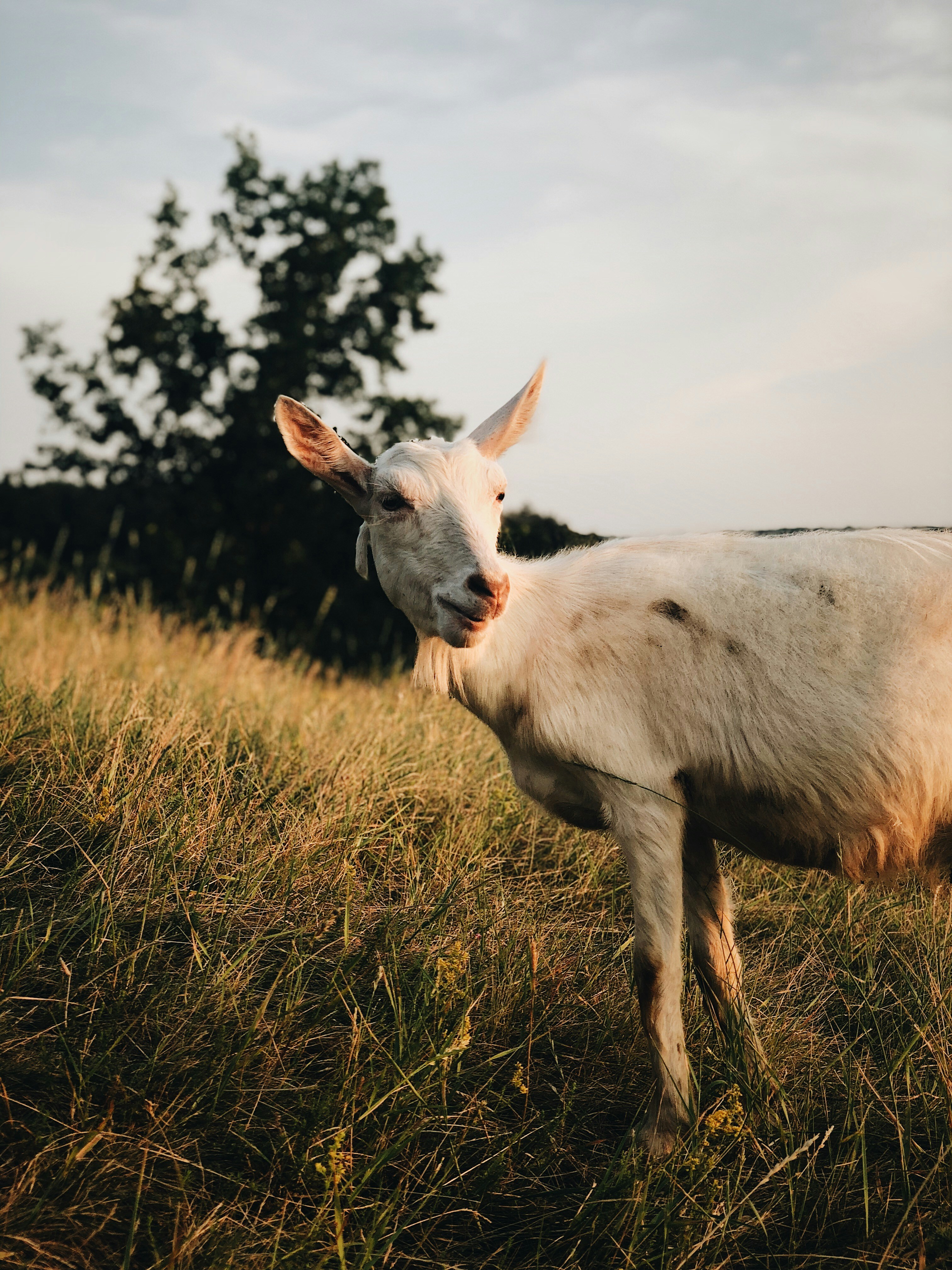 Photo by zamedyanskiy