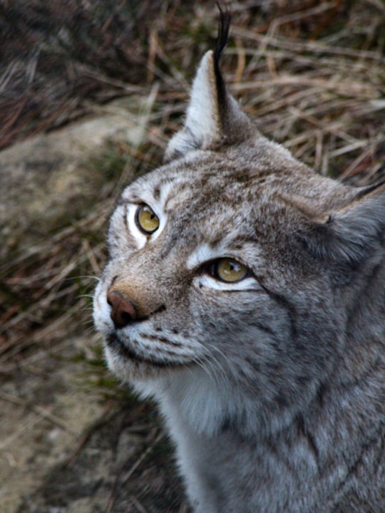 macro photography of puma animal in Les Angles France