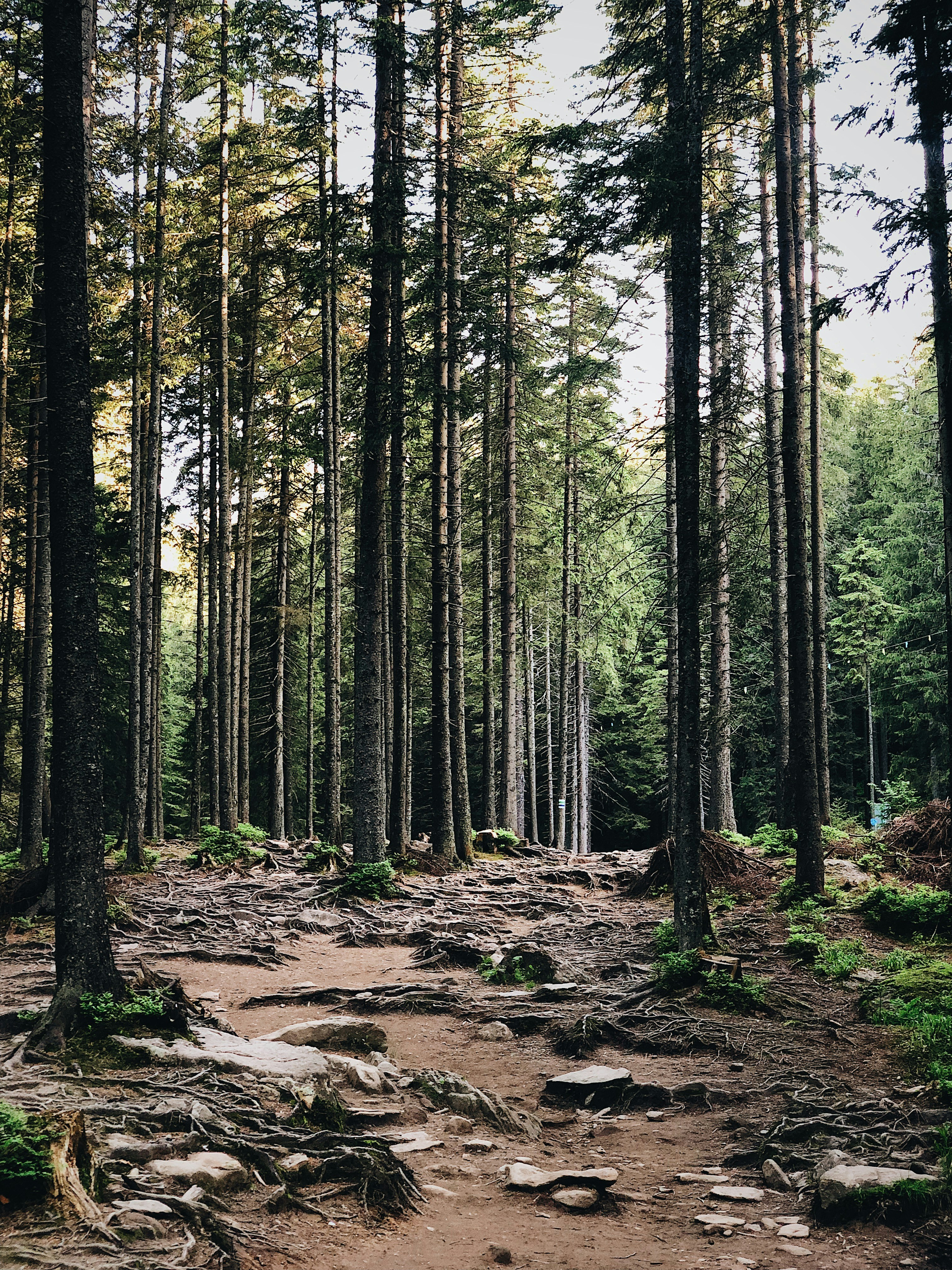 Photo by zamedyanskiy