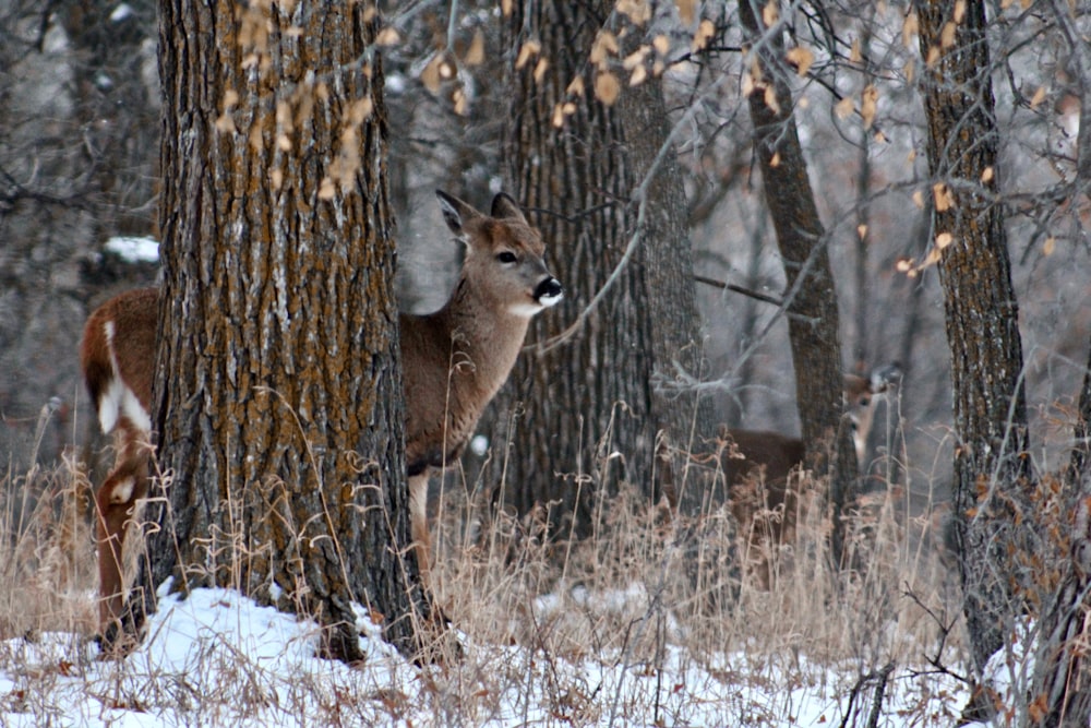 brown deer behind tree