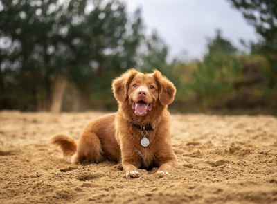Duck Tolling Retriever mascot