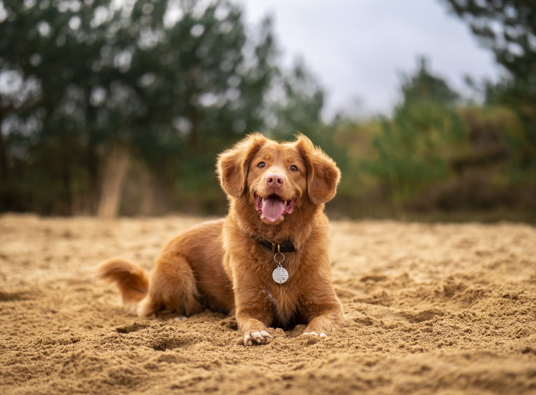tan dog, Laula the Nova Scotia Duck Tolling Retriever