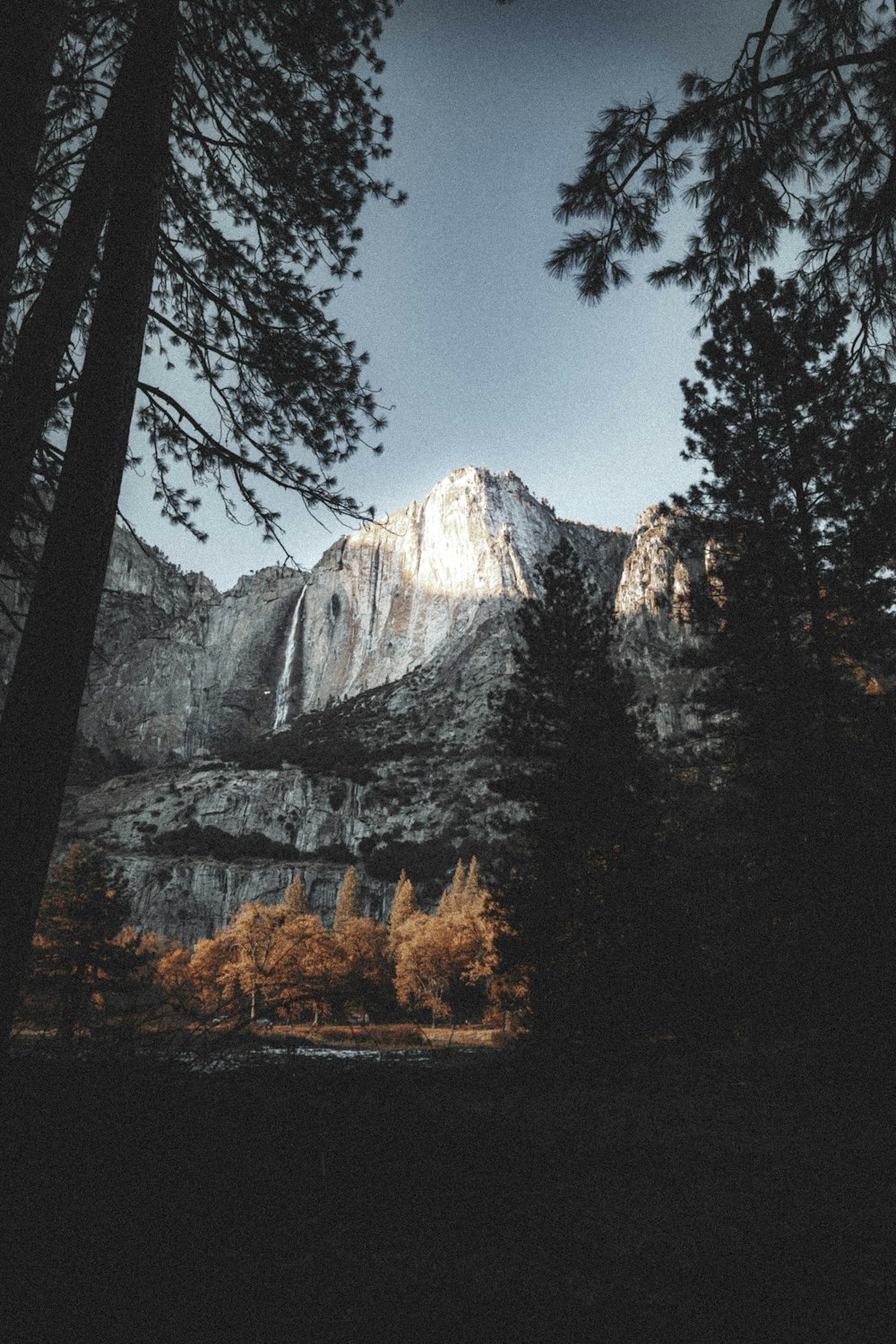 trees near cliff