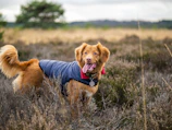A happy dog in a vibrant blue jacket posing outdoors on green grass.