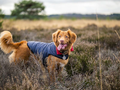 A happy dog in a vibrant blue jacket posing outdoors on green grass.