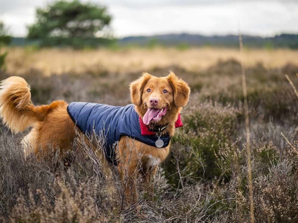 brauner langhaariger Hund, der auf grünem Gras steht