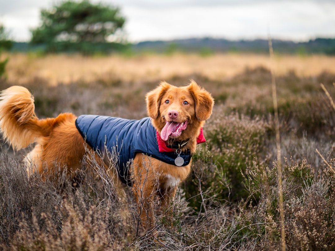 brown long-coat dog standing on green grass