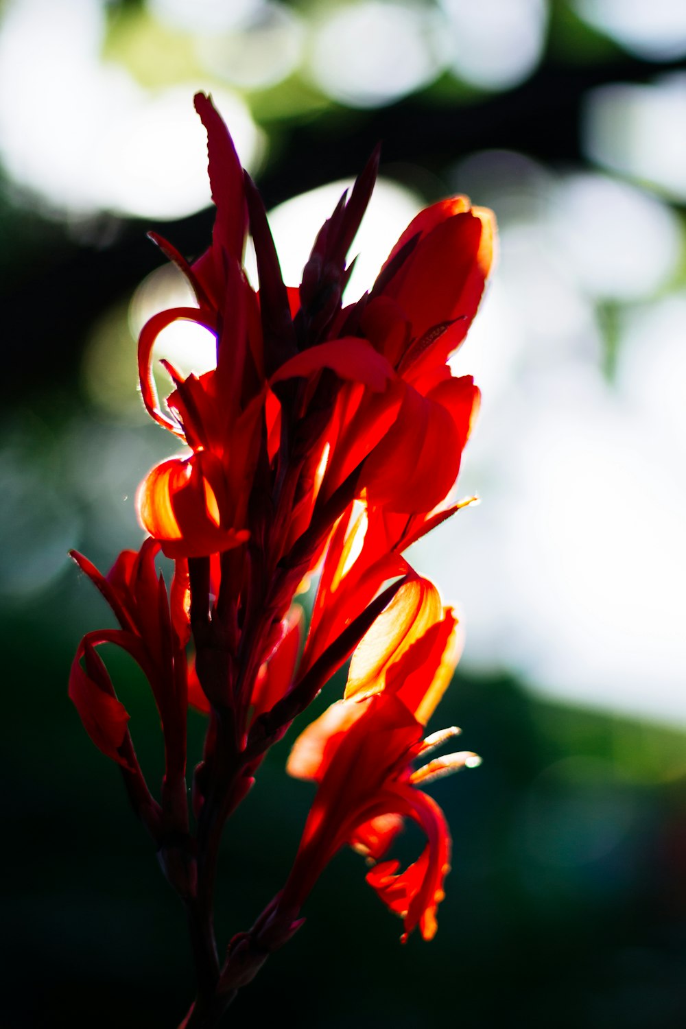 red flower in bloom