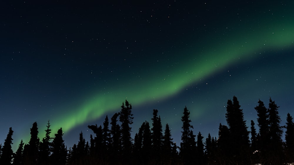 silhouette of trees viewing Aurora Borealis during night time