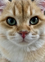 A close-up image of a cat with striking green eyes and light brown fur. The focus is on the cat's face, highlighting its whiskers and pink nose.
