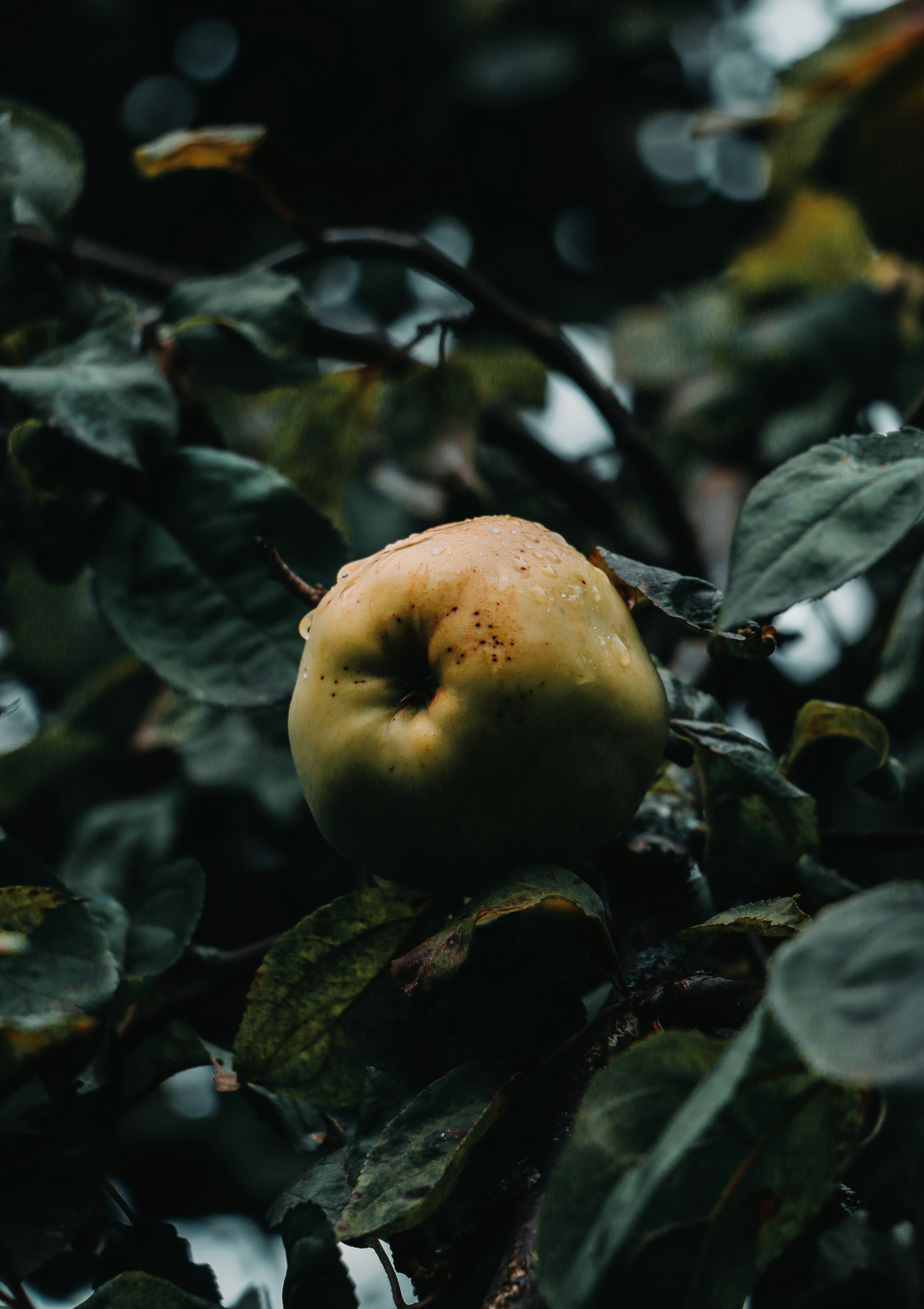 Photo by thatgirlalina