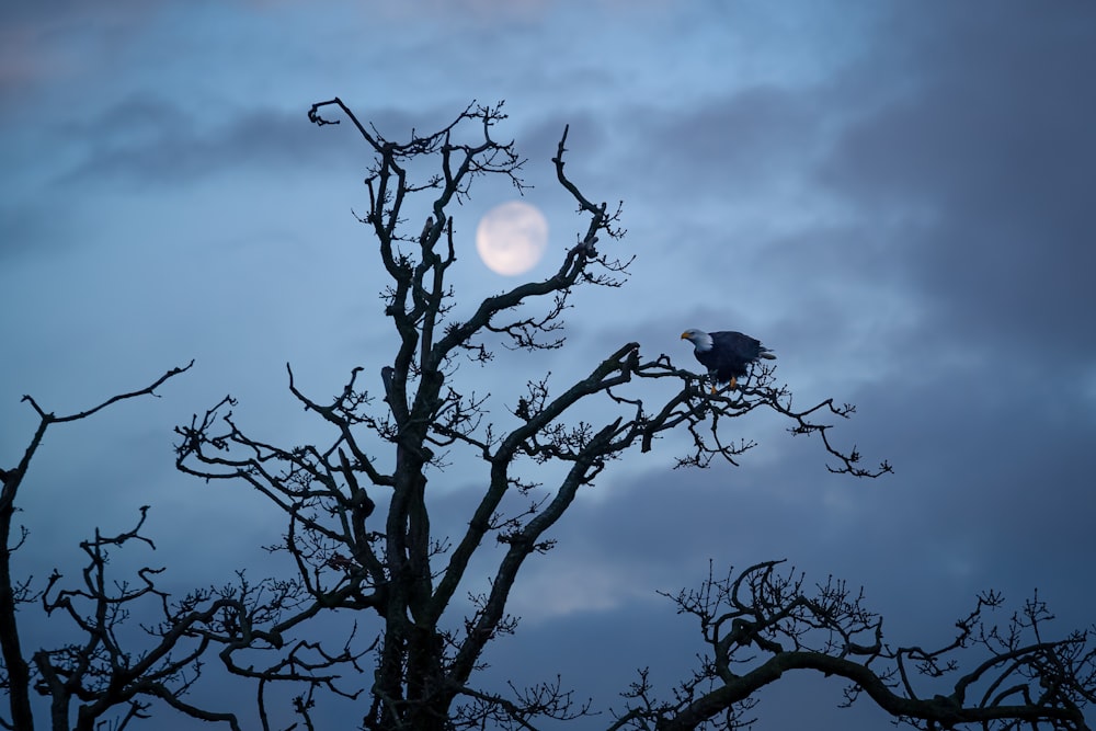 eagle on bare tree