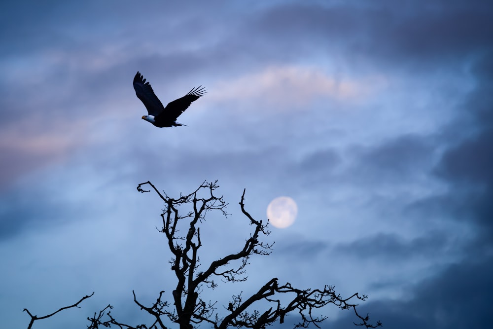 black eagle above bare tree