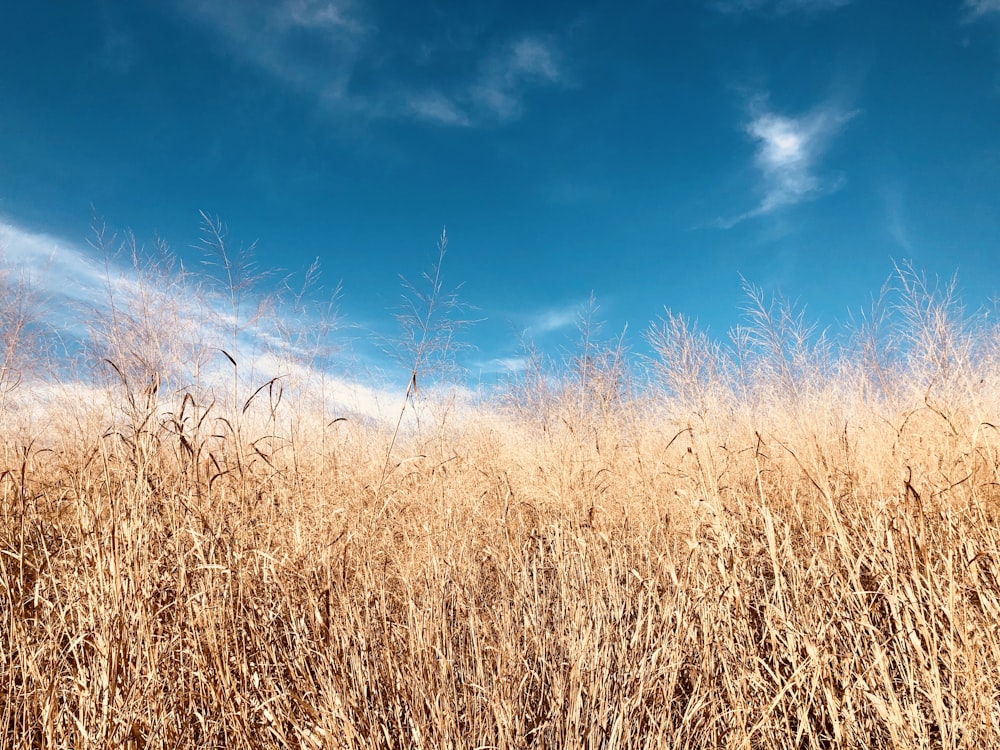 brown bushes under blue sky