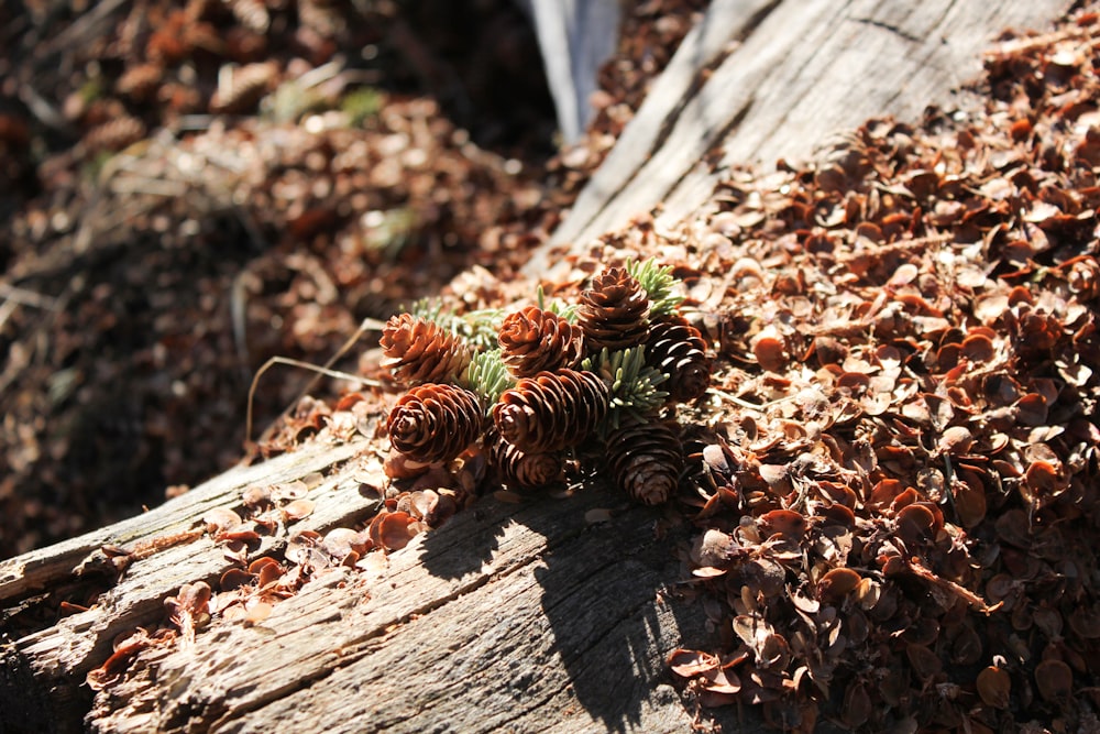 brown pine cones