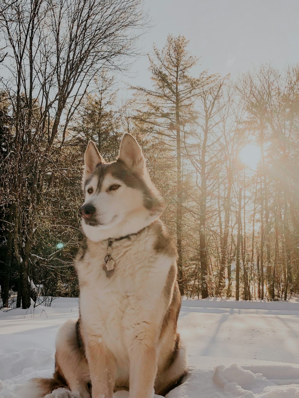 Husky sibérien assis sur la neige