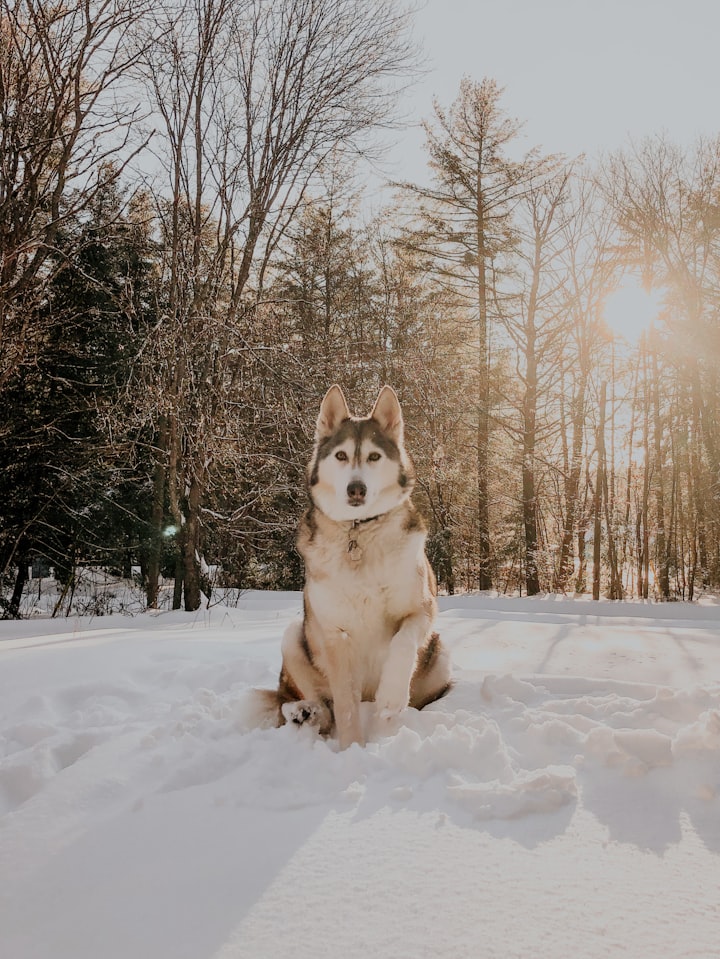 A Song of Bark and Sniff