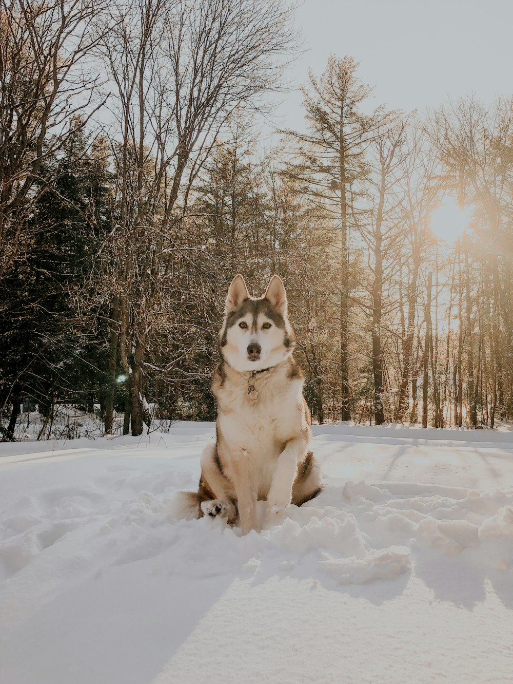 Siberian husky