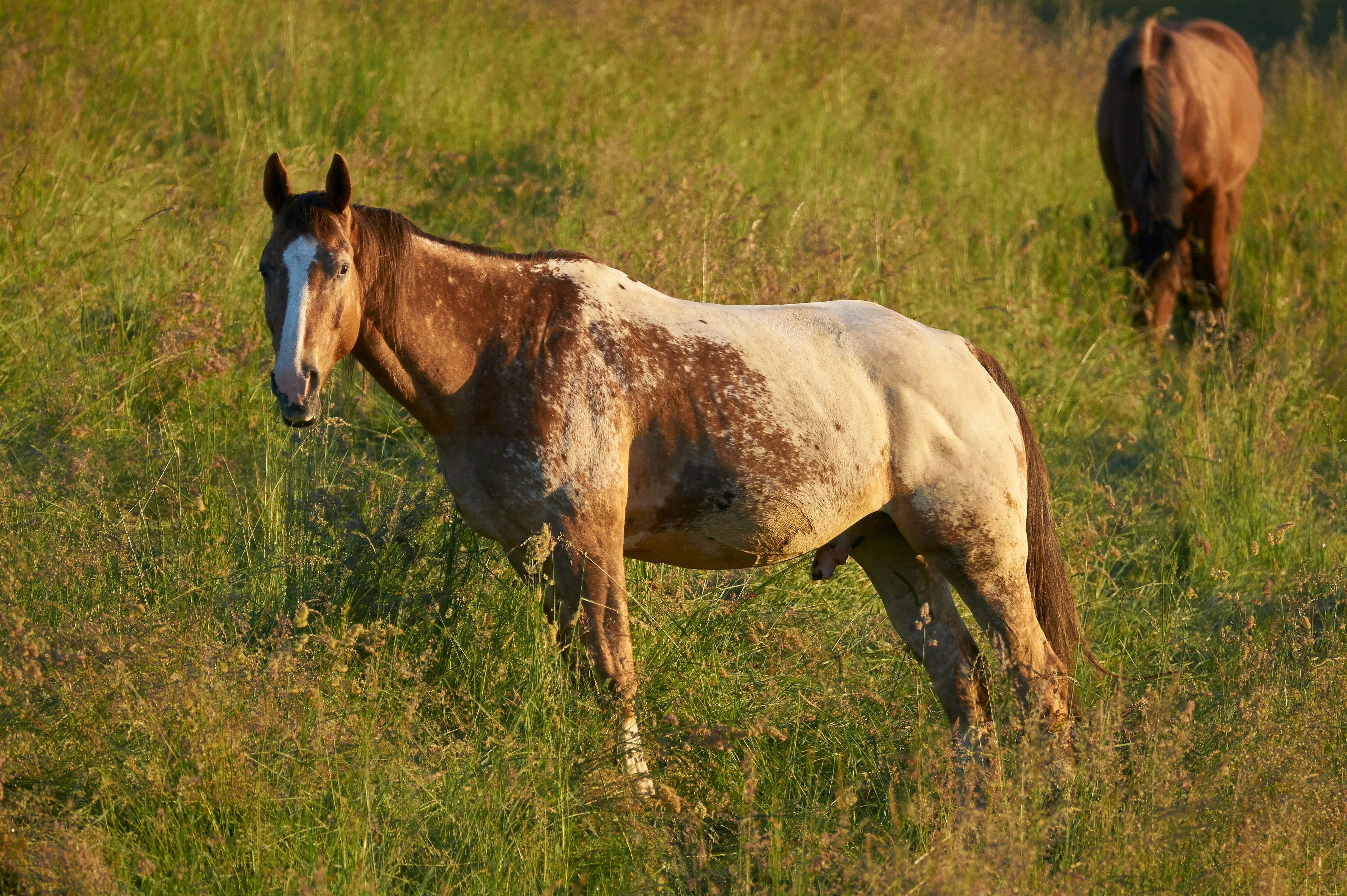 Photo by wolfgang_hasselmann