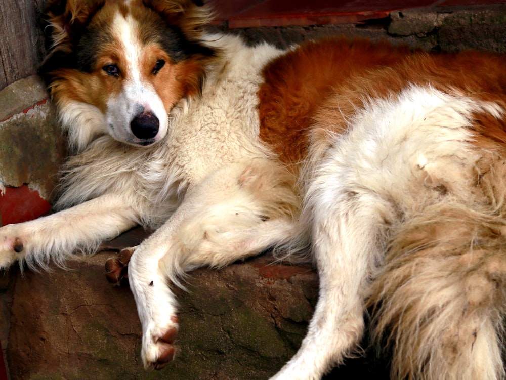 chien blanc et brun