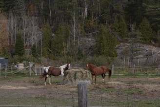 Old horses enjoying their safe haven.